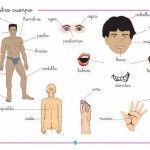 dibujo cuerpo humano