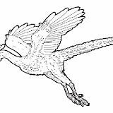 Arqueoptrix