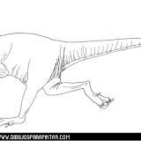 Velociraptor